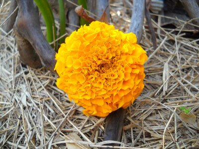 Bloom garden plant