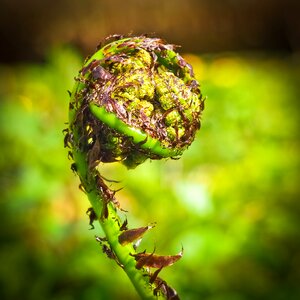 Green plant nature photo