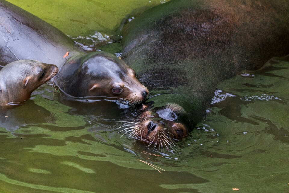 Sea animal head splashing