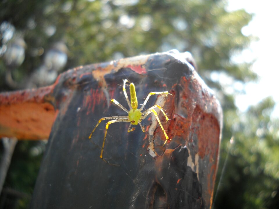 Nature natural predator