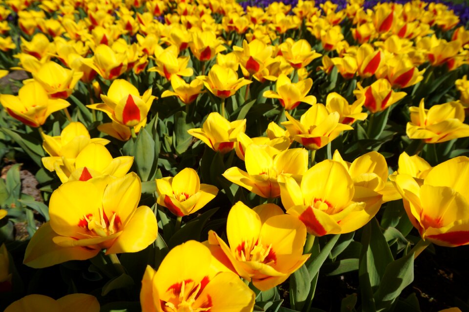 Garden keukenhof tulip