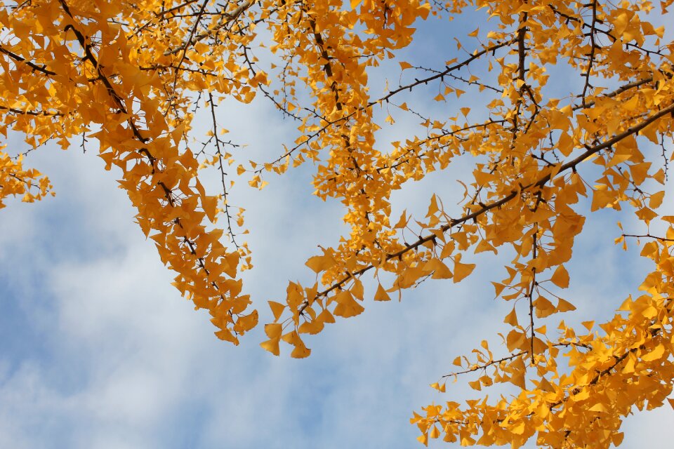 Sky wood ginkgo