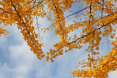 Sky wood ginkgo