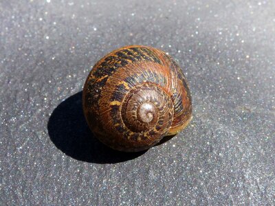 Spiral molluscum gastropods photo