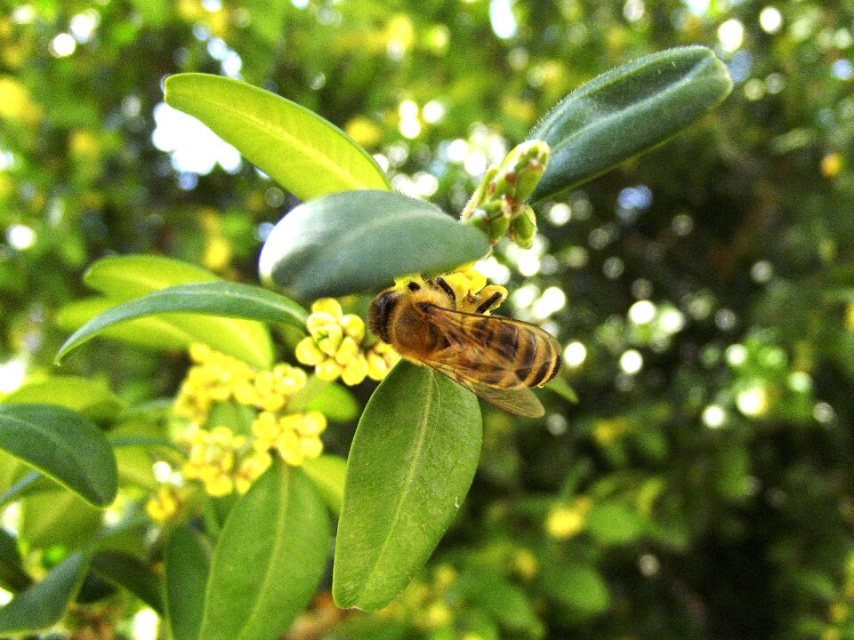 Bee spring pollen
