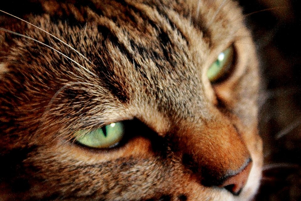 Look melancolique sadness cat sad