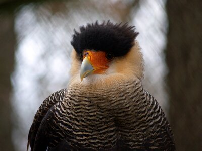 Animals predator caracara