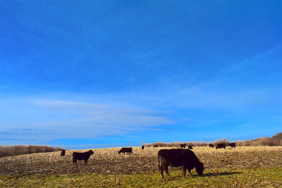Agriculture meadow animal