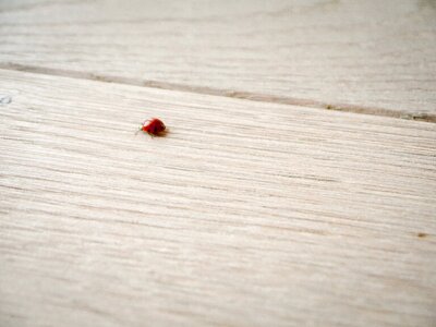 Lucky charm close up insect