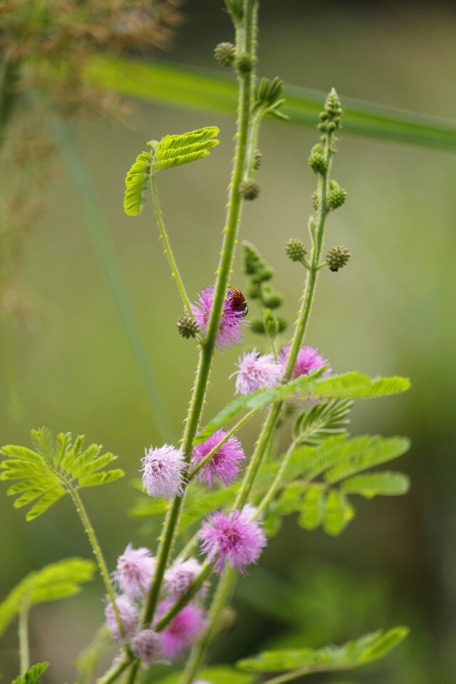Dormilones shy plant mimosa