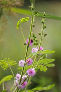 Dormilones shy plant mimosa