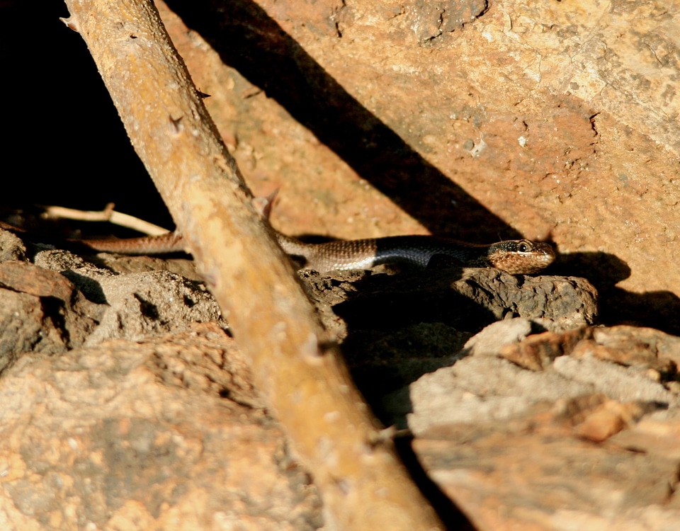 Reptilian animal wildlife