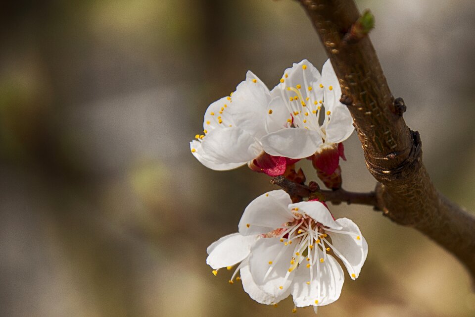 Spring tree blossoms white blossom