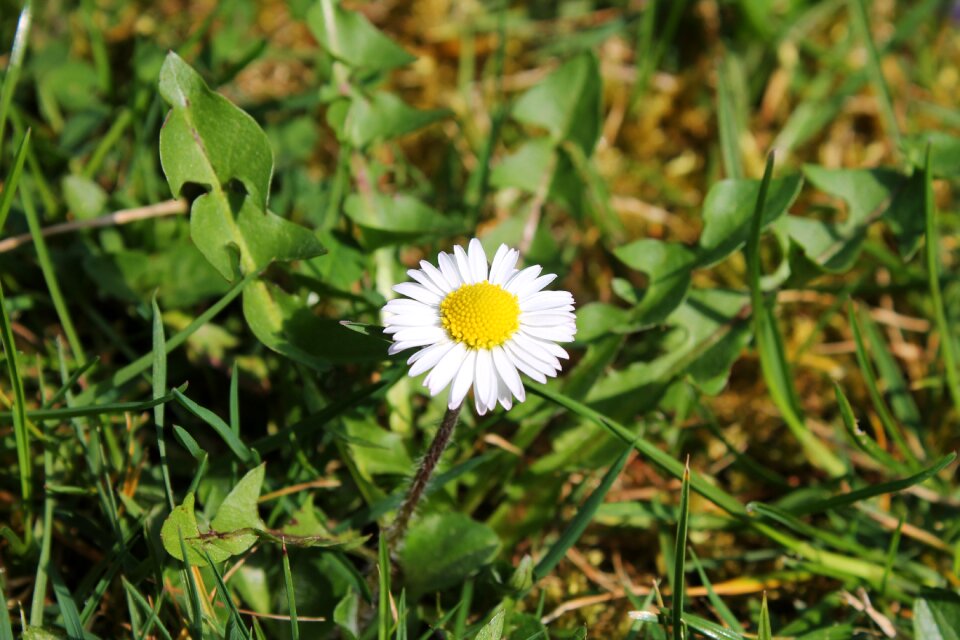 Nature white