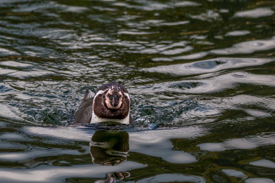 Water bird humboldt spheniscus humboldti