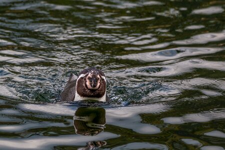 Water bird humboldt spheniscus humboldti