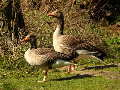 Migratory birds animal world meadow