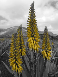 Care aloe vera photo