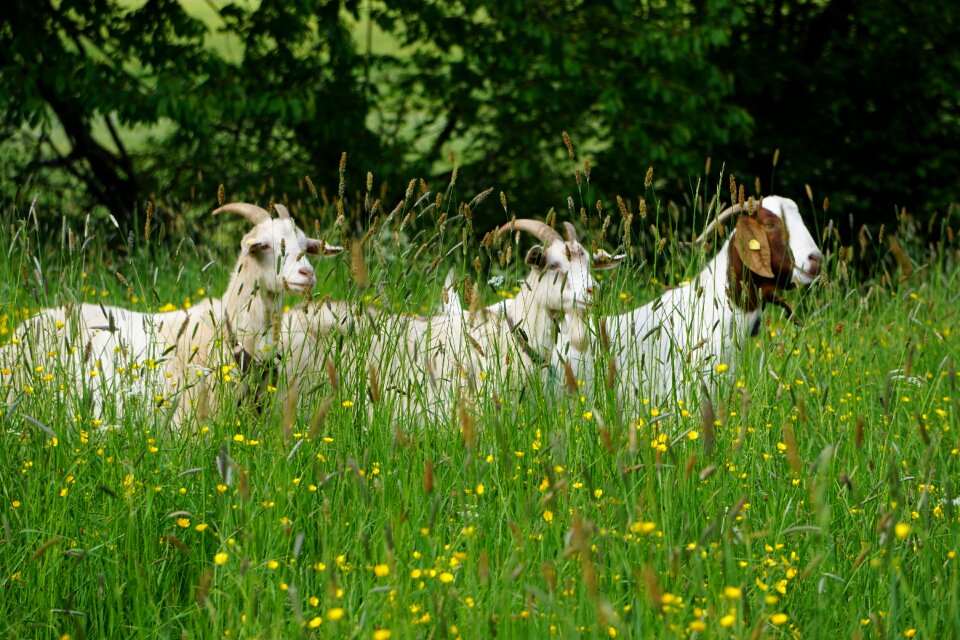 Green feeding animal world
