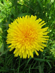 Spring dandelion grass