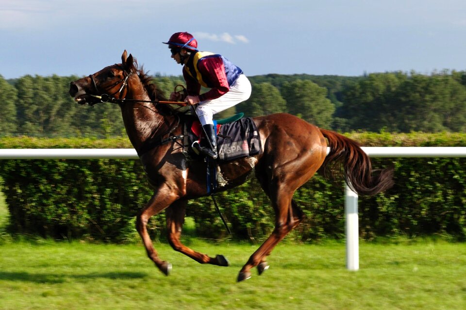 Equestrian human tournament