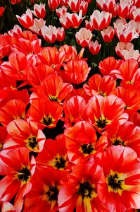 Garden keukenhof tulip photo