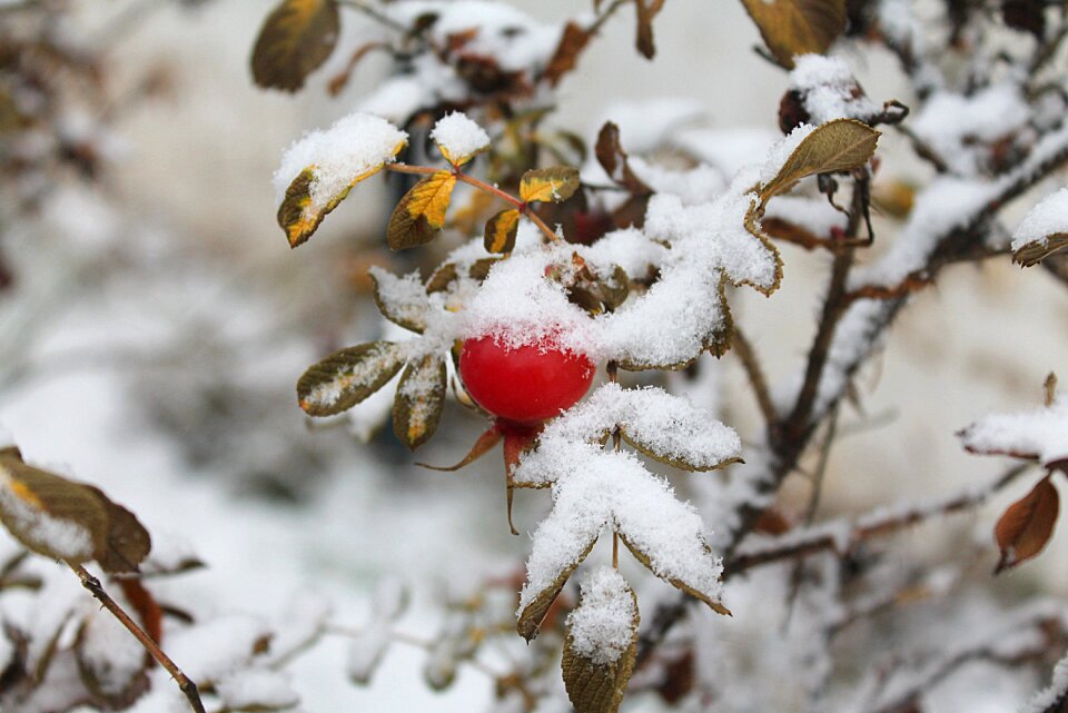 Rose hip the first snow red berries