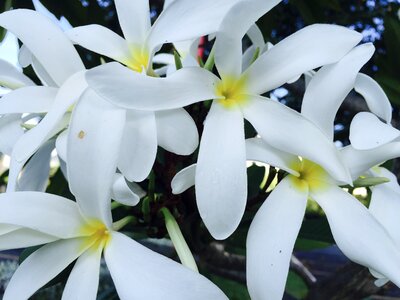 White beautiful delicate