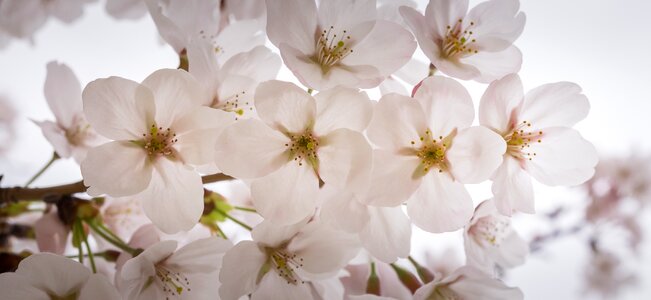 Nature flower tree spring flowers photo