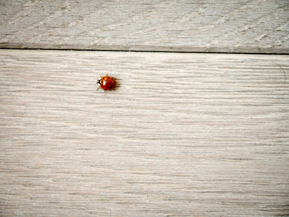 Lucky charm close up insect