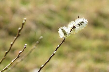 Nature bud plant