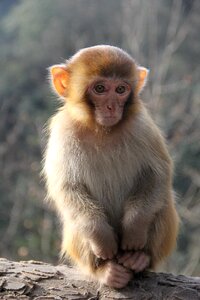 Monkey zhangjiajie animal