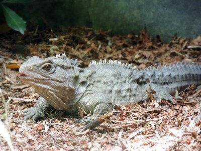 Nz lizard nature photo