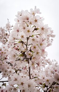 Nature flower tree spring flowers photo