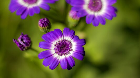 Nature spring purple flowers photo