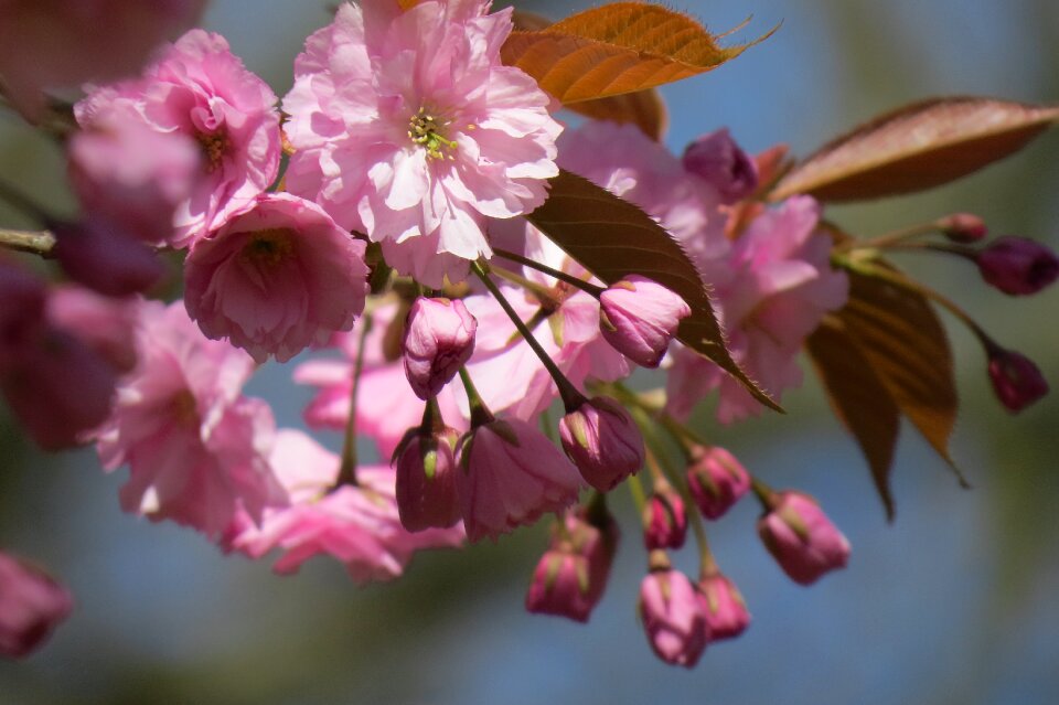 Pink flower branch