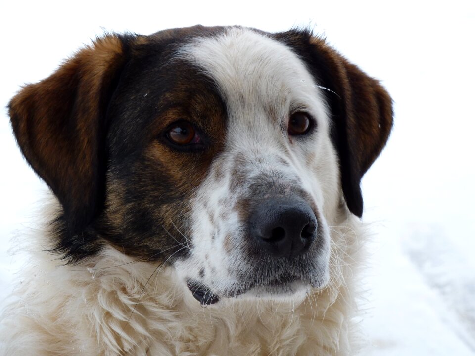 Dog irina security