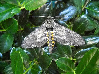 Wing antenna insect