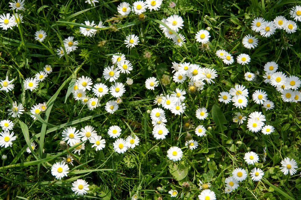 Flowers spring nature