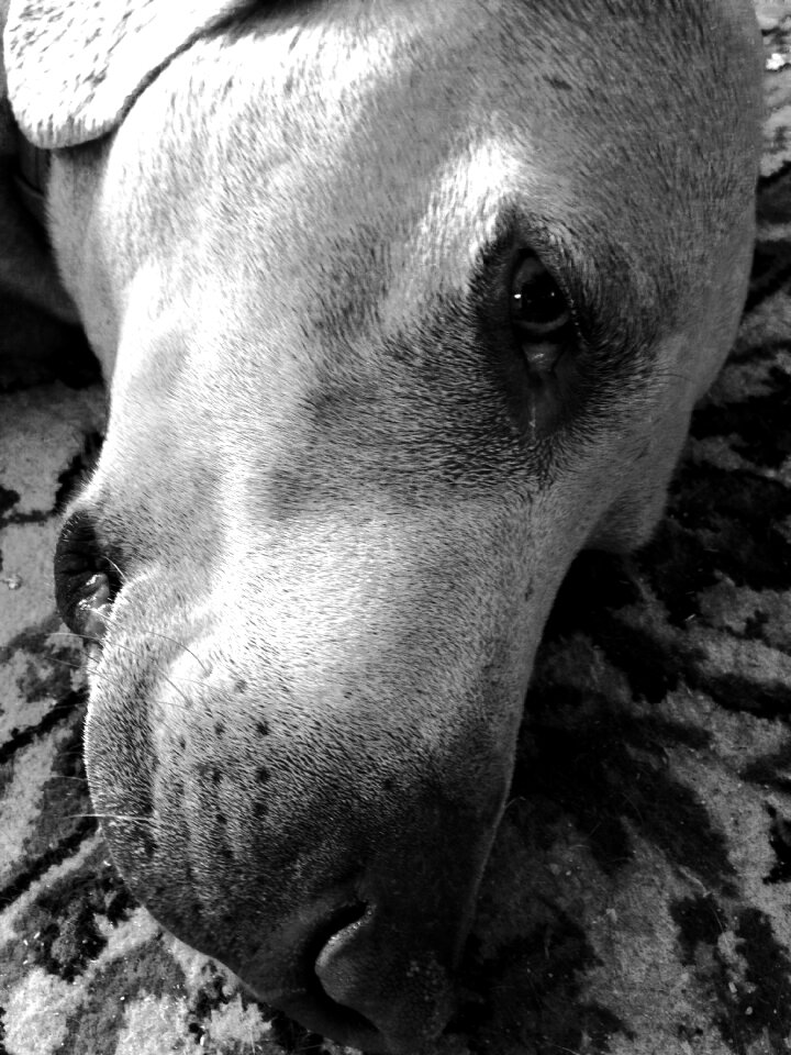 Pet canine purebred