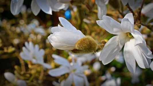 Bloom white blossom photo