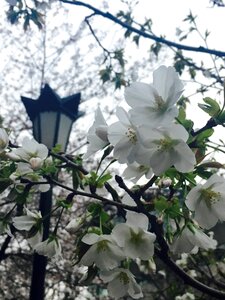 Nanjing jimingsi cherry blossom tags with a comma separated photo