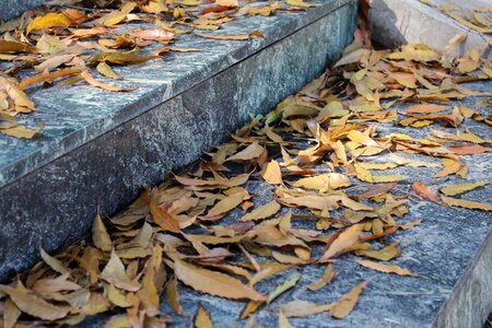 Autumn eleven old friend