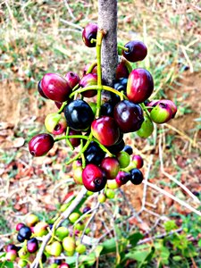 Berry fruit