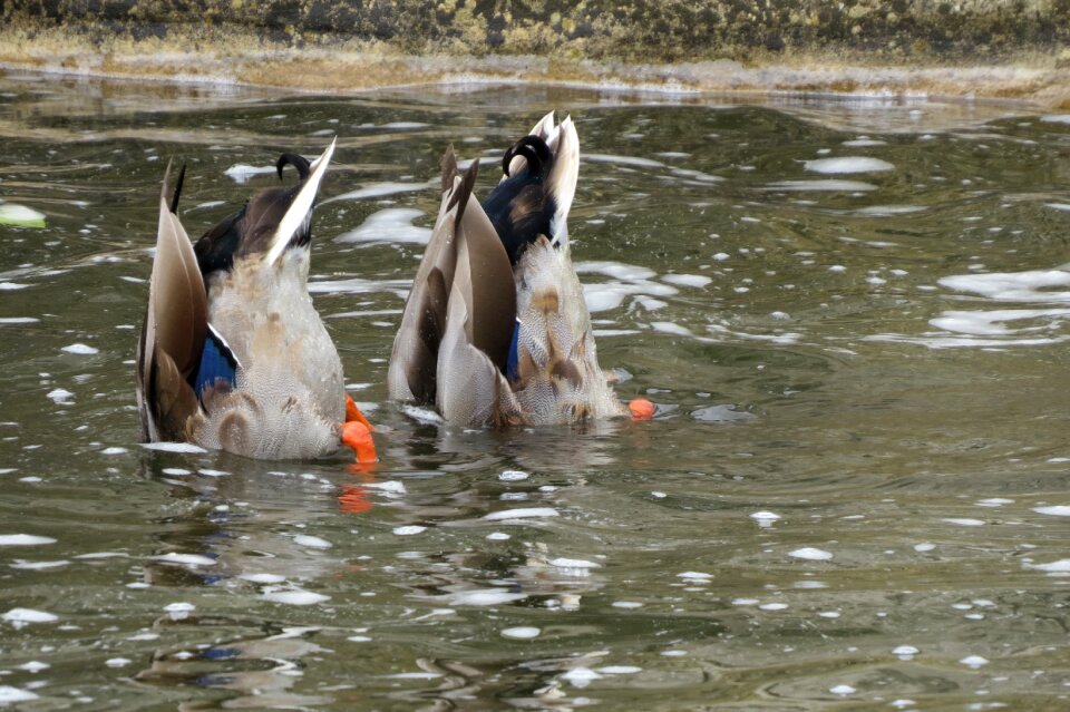 Waterfowl animals nature