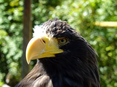 Orlan beak freedom