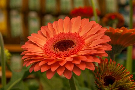 Flower gerbera garden