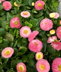 Blomsterplantering pink flower spring