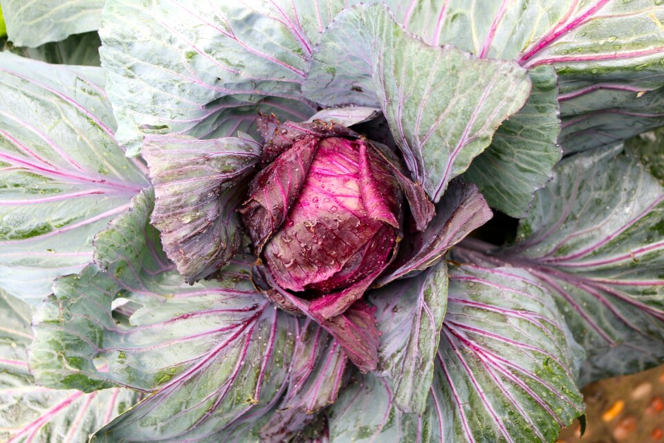 Healthy fresh organic