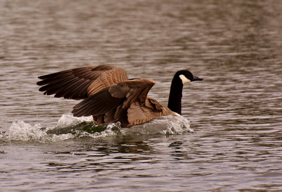 Bird nature animal world